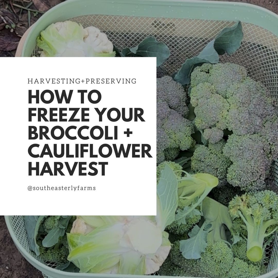 How to freeze your broccoli and cauliflower harvest